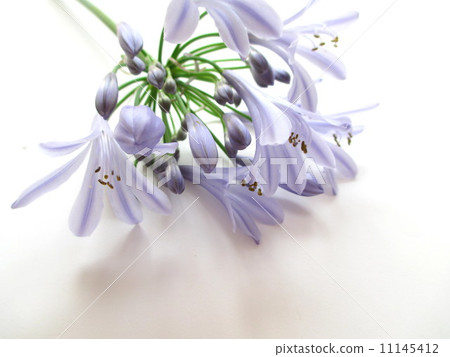 Light purple Agapanthus Agapanthus of a lavender color Light purple Agapanthus Agapanthus of a lavender color 11145412