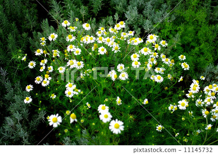 White flower plant 11145732