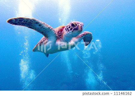 Flying flying turtle Flying flying turtle 11146162