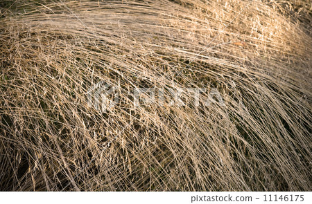 Background texture of dry grass 11146175
