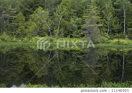 UshiTomechi 11146303