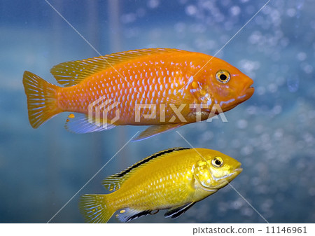 aquarium fishes, african cichlids,  11146961