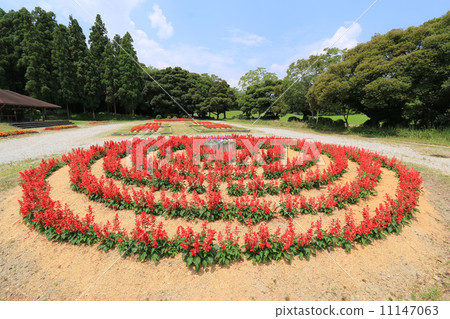 Salvia Salvia 11147063