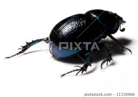 Forest dung beetle Forest dung beetle 11150966