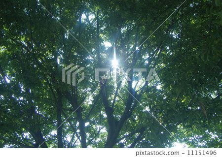 Insert light 11151496