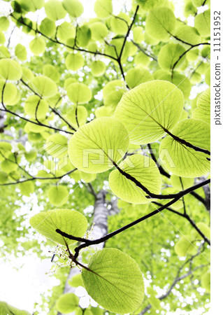 Sparkling fresh green Sparkling fresh green 11151952