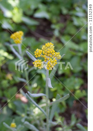 哈哈高 哈哈高 11152349