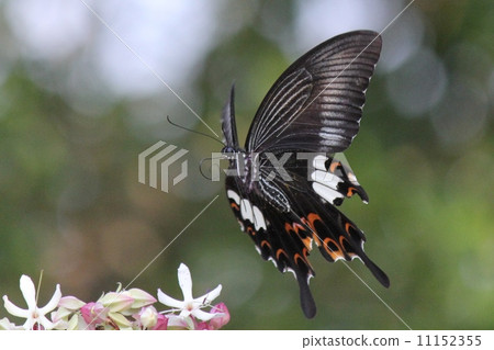 玉斑鳳蝶 11152355