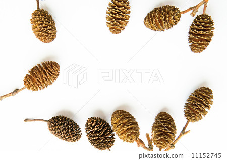 Han tree's nut card Han tree's nut card 11152745