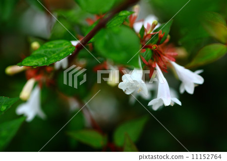 雨後的阿比亞花 11152764