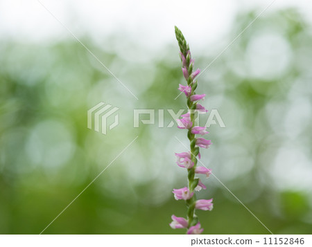 粉紅色螺旋燃燒器 粉紅色螺旋燃燒器 11152846