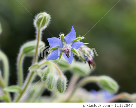 Herb's Borage 11152847