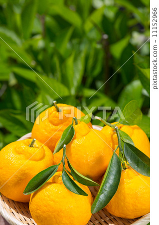 和歌山縣的試驗 11152966