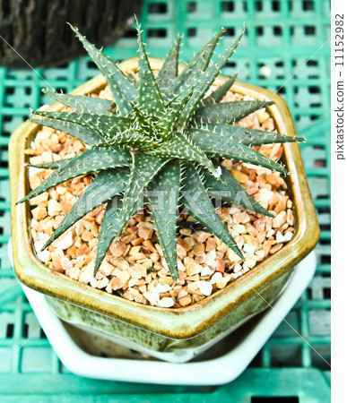 Cactus Cactus 11152982