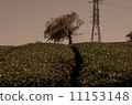 Tea plantation 11153148