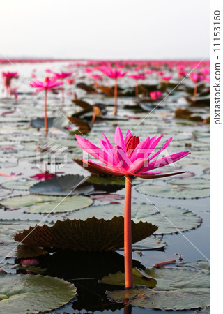 The Lake of water lily, Udonthani, Thailand The Lake of water lily, Udonthani, Thailand 11153160