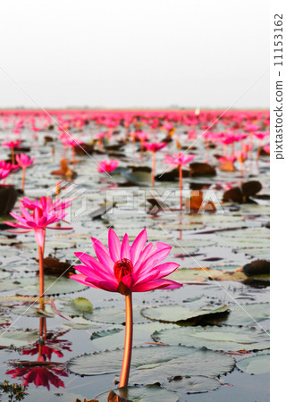 The Lake of water lily, Udonthani, Thailand 11153162