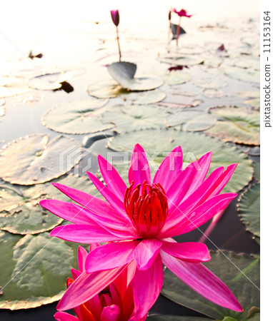Pink lotus in lake Pink lotus in lake 11153164