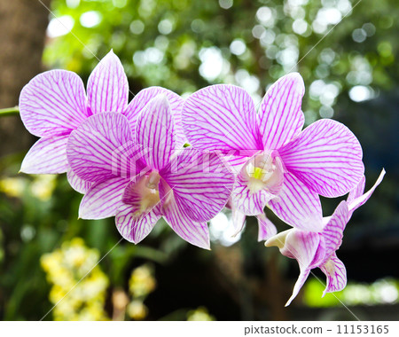 Beautiful orchid Beautiful orchid 11153165