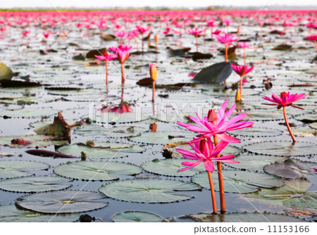 The Lake of water lily, Udonthani, Thailand The Lake of water lily, Udonthani, Thailand 11153166