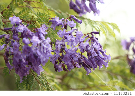 Jacaranda 11153251