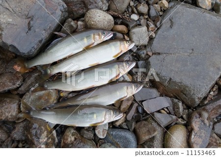 新鮮的新鮮ayu 11153465