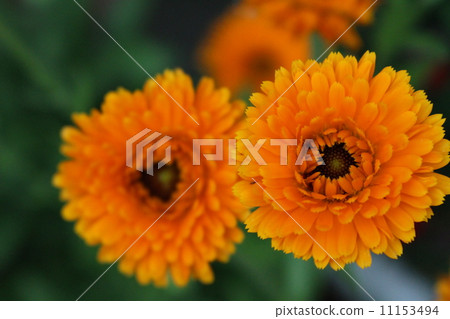 Calendula 11153494