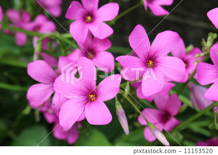 Imokatabi (Fusi Nehana Katabami) Imokatabi (Fusi Nehana Katabami) 11153520