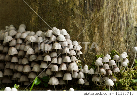 密集的小蘑菇（密集的房子·小房子的特寫圖像） 11153713