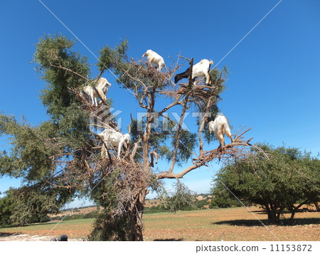 Goat climbing Morocco Argan tree Goat climbing Morocco Argan tree 11153872