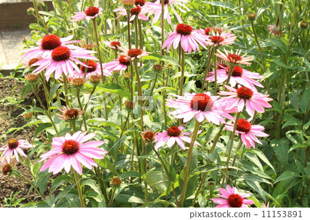 Echinacea 11153891