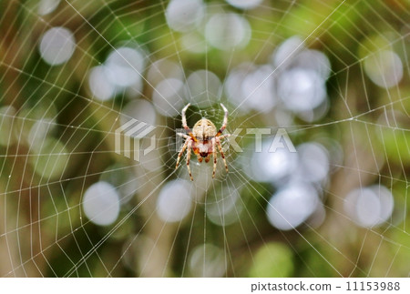 Yamashiro Onigumo 11153988