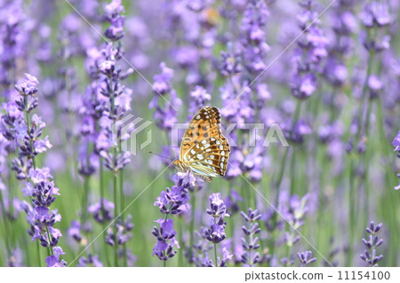 Lavender & Tate Hawk Lavender & Tate Hawk 11154100