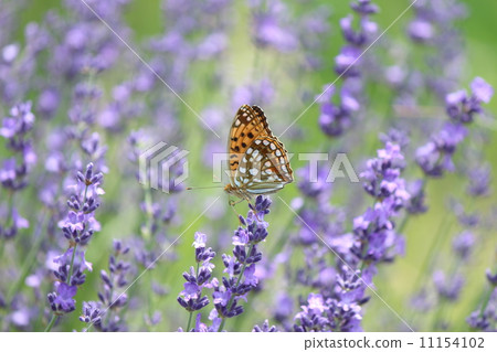 Lavender & Tate Hawk Lavender & Tate Hawk 11154102