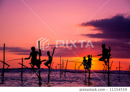 The Traditional Stilt Fishermen in Srilanka 11154559