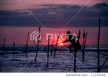 The Traditional Stilt Fishermen in Srilanka The Traditional Stilt Fishermen in Srilanka 11154564