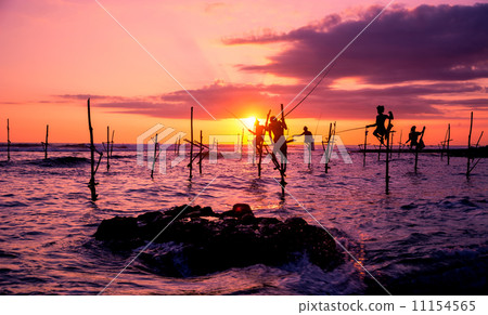 The Traditional Stilt Fishermen in Srilanka The Traditional Stilt Fishermen in Srilanka 11154565