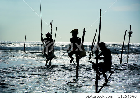 The Traditional Stilt Fishermen in Srilanka The Traditional Stilt Fishermen in Srilanka 11154566