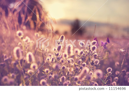 Flowers meadow 11154696