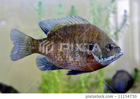 Blue Gill 11154730