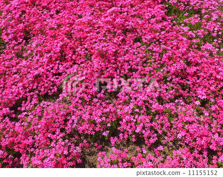 Shiba cherry tree 1 Shiba cherry tree 1 11155152