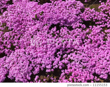 Shiba cherry tree 2 Shiba cherry tree 2 11155153