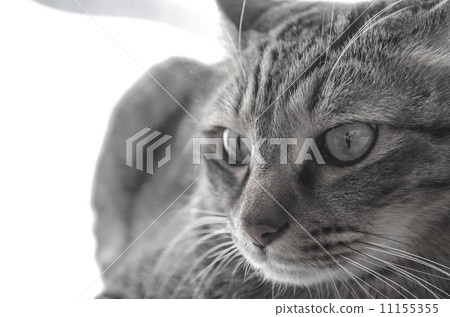 貓的臉 11155355