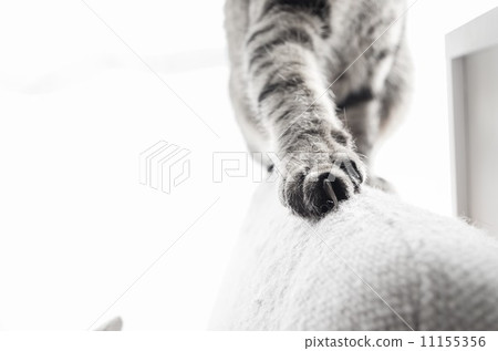 Cat's foot 11155356