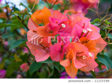 Bali. Indonesia. A branch of a blossoming Bougainvillea flowers in the garden 11155599