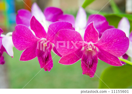 Branch of blooming orchid 11155601