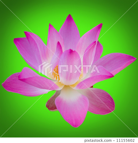 Lotus flower on a green background. 11155602