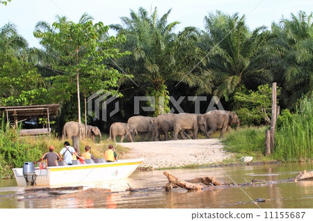 People who observe Borneozu on a boat cruise 11155687