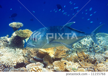 Indian ocean. .Fishes in corals. Maldives.. Indian ocean. .Fishes in corals. Maldives.. 11155768