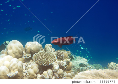 Indian ocean. .Fishes in corals. Maldives.. 11155771